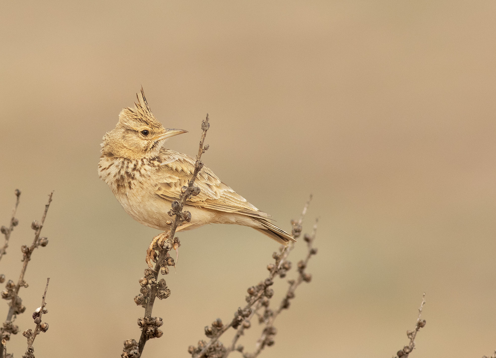 Crested Lark